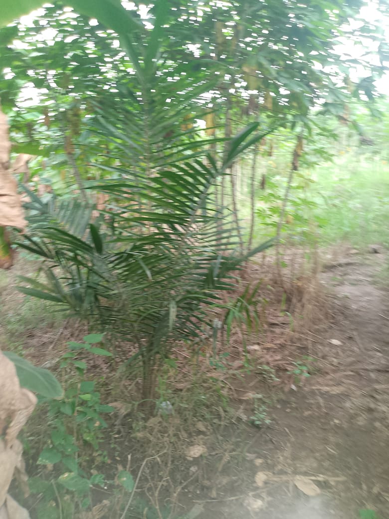 Tree Planting