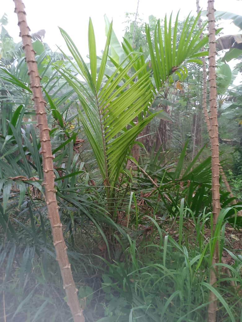 Tree Planting