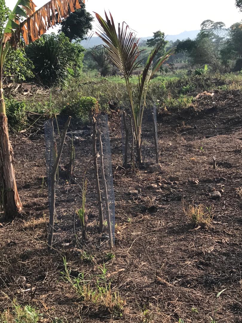 Tree Planting