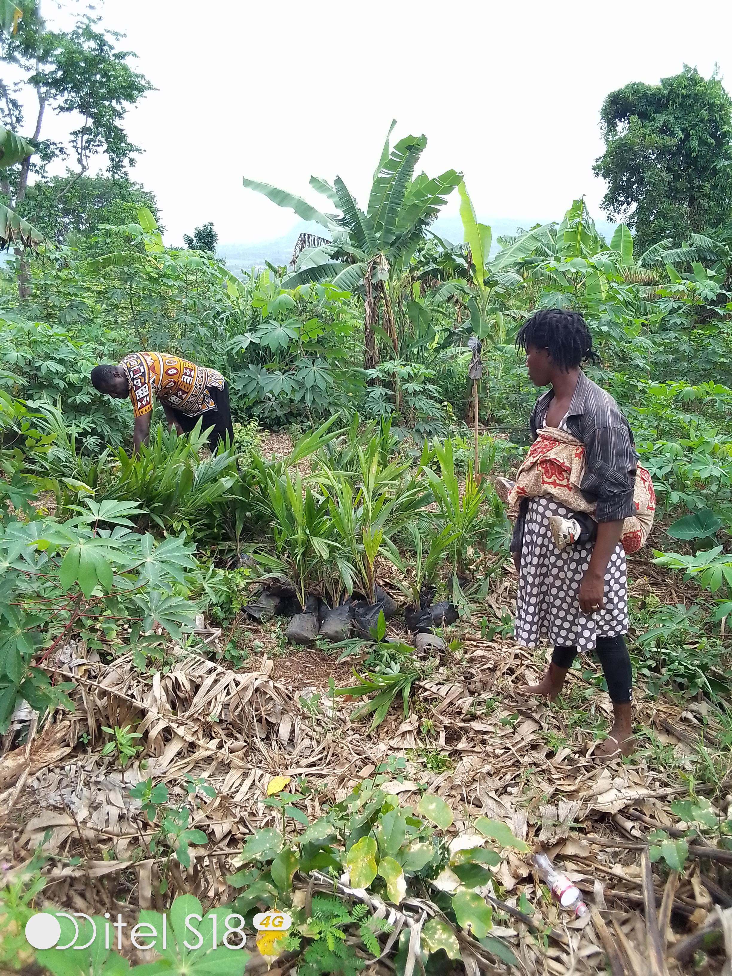 Tree Planting