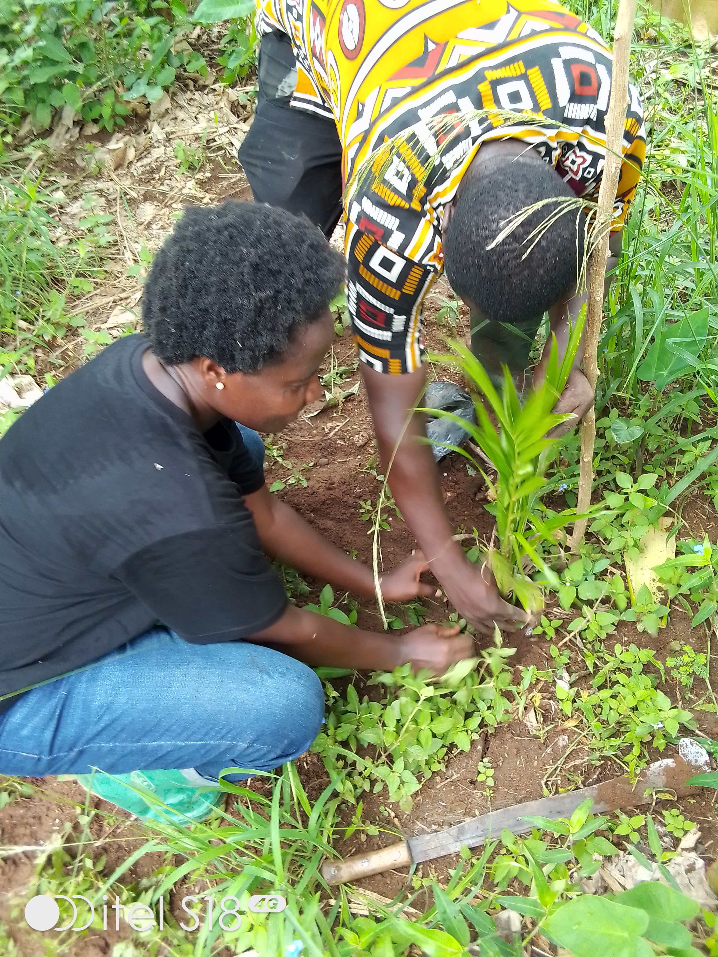 Tree Planting
