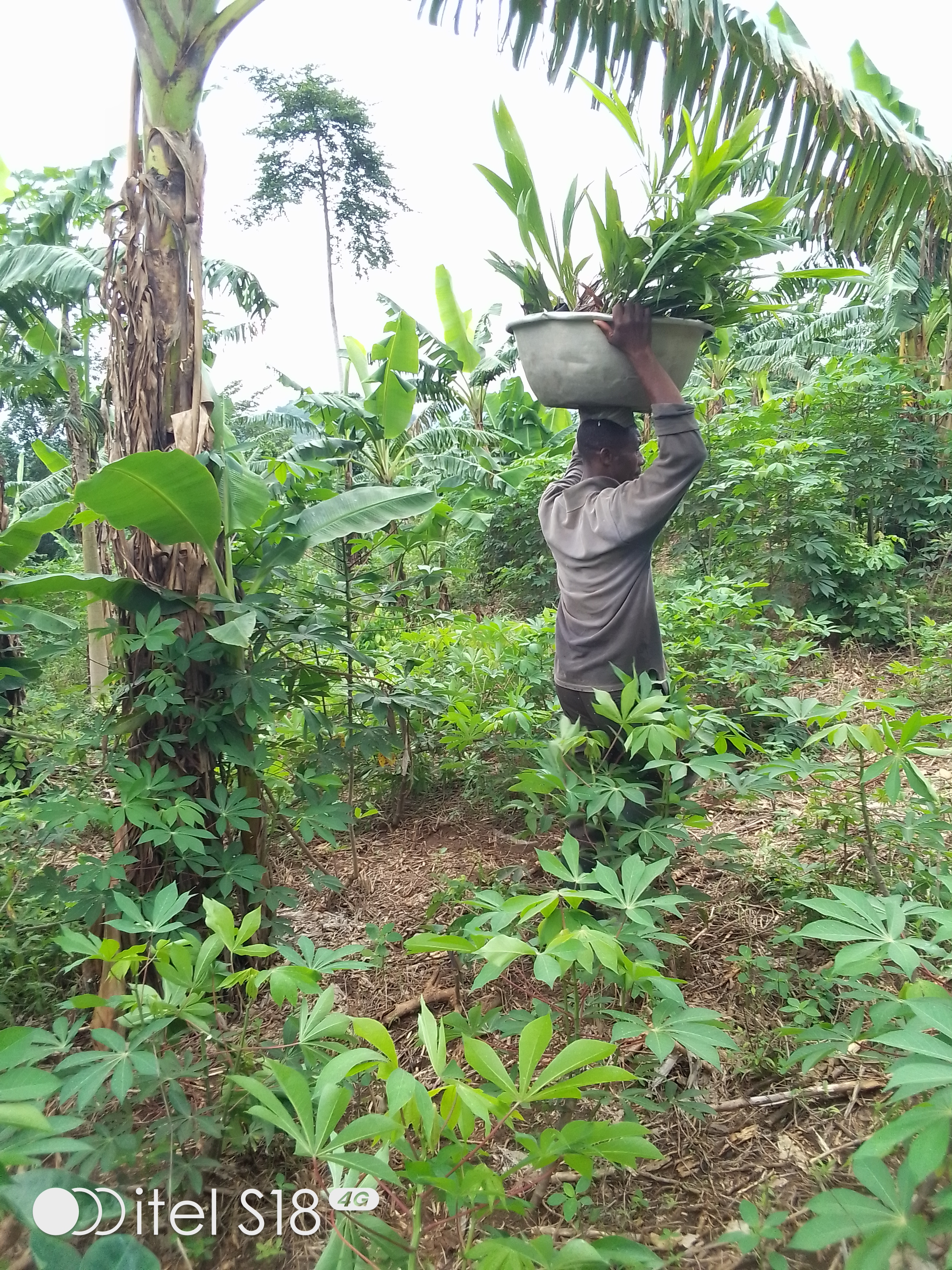 Tree Planting