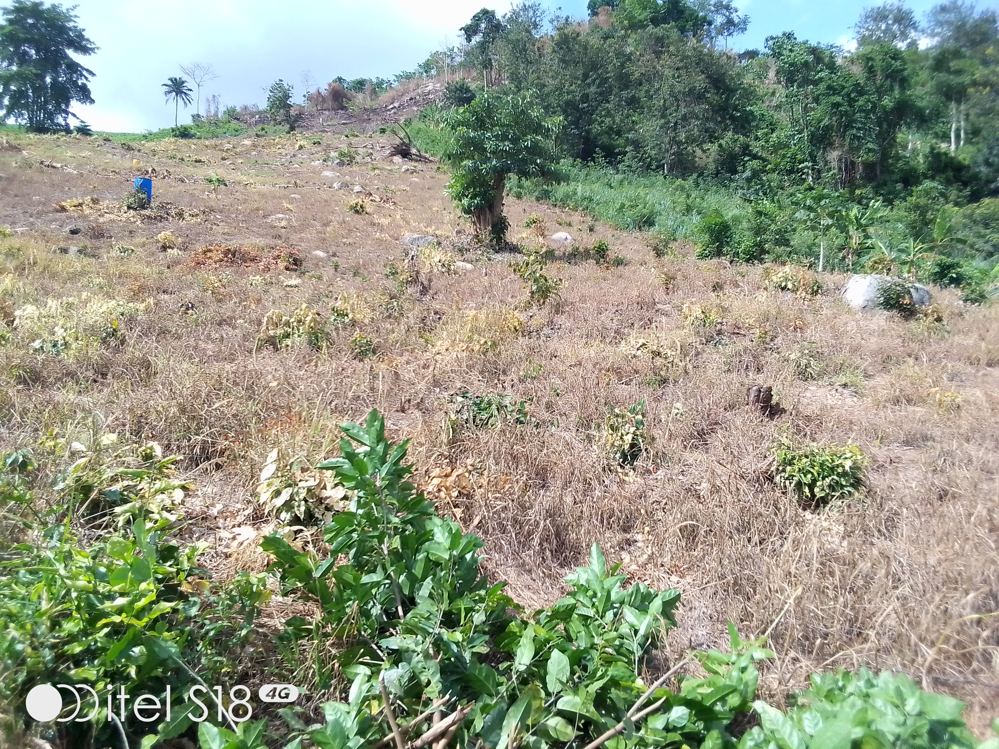 Tree Planting