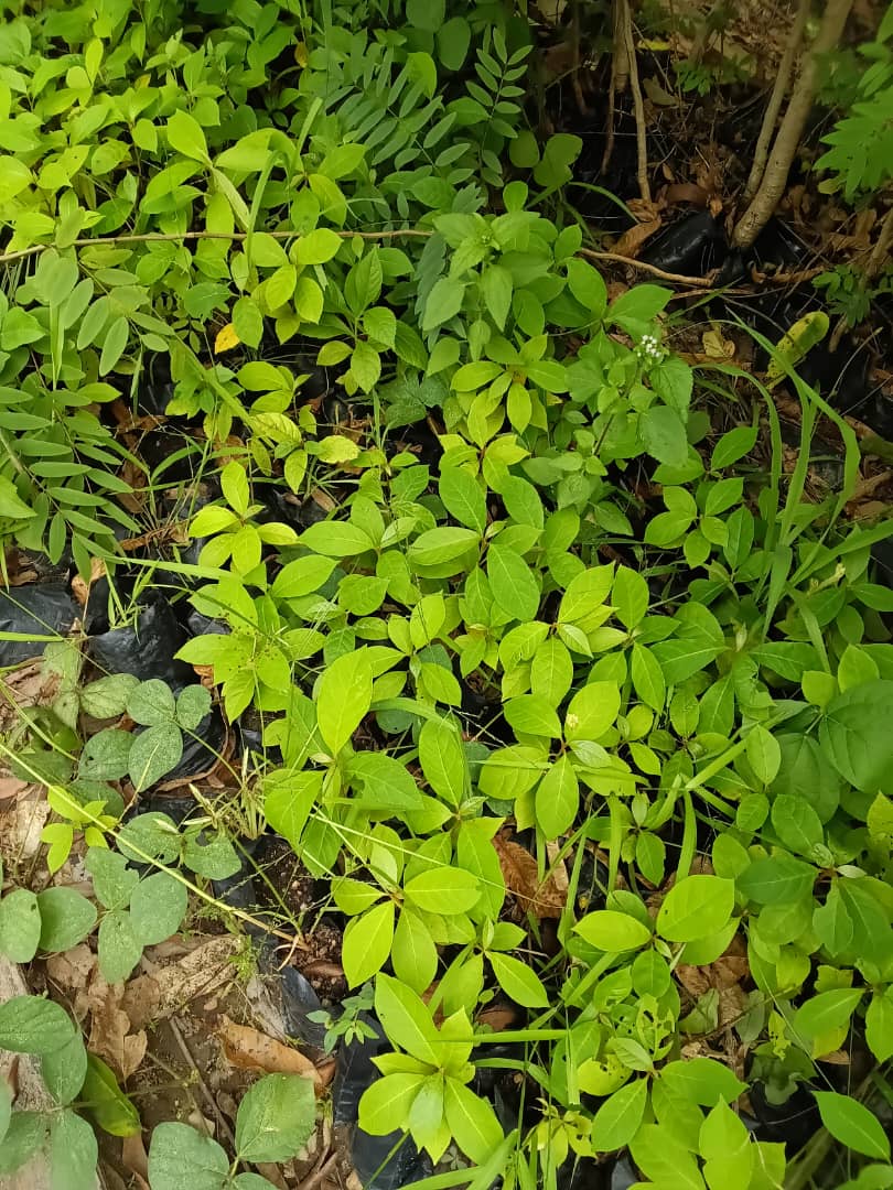 Tree Planting