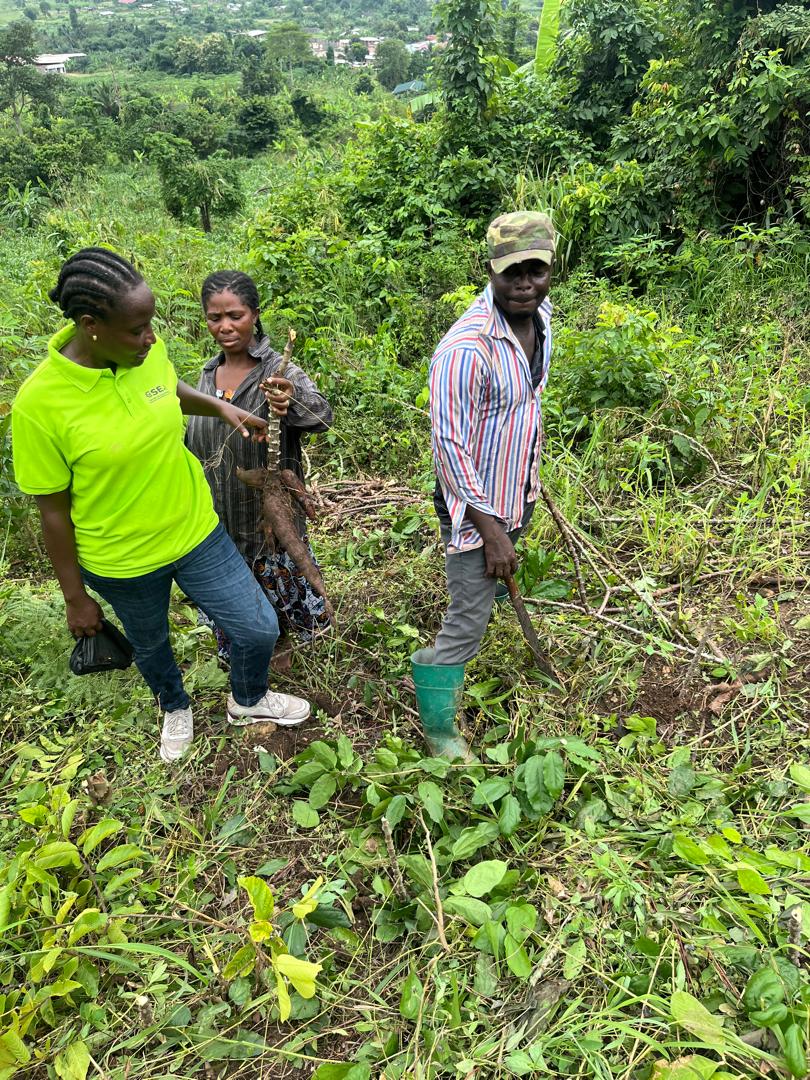 Tree Planting