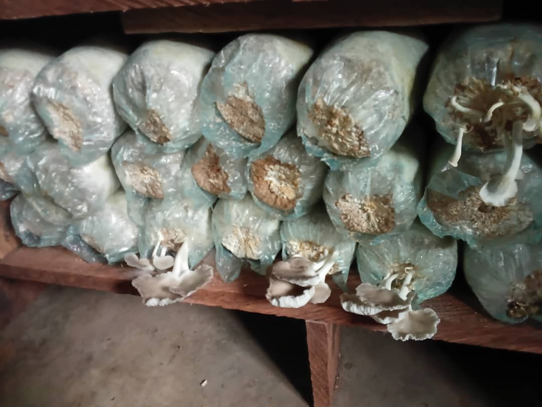 Mushroom Cultivation